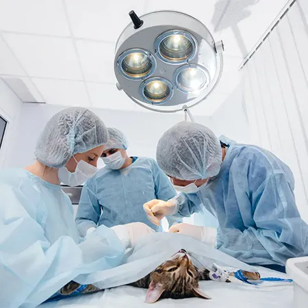Chirurgie vétérinaire