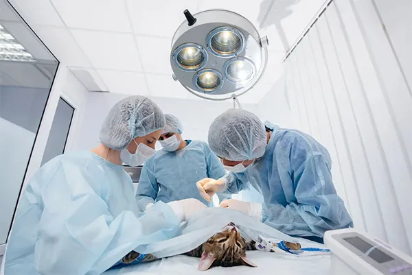 Produits de Fermeture des Plaies pour la Chirurgie vétérinaire